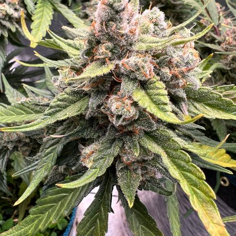 Purple Punch Auto growlog timeline photo