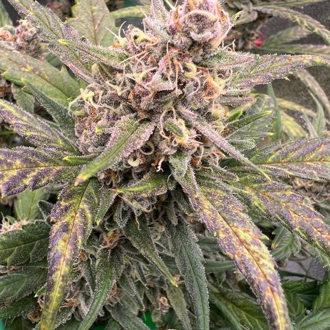 Gorilla Cookies Auto growlog timeline photo