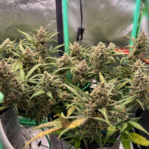 Gorilla Cookies Auto growlog timeline photo