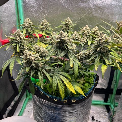 Purple Punch Auto growlog timeline photo
