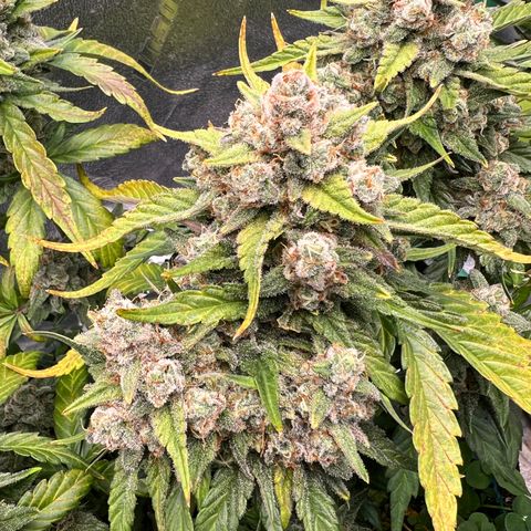 Purple Punch Auto growlog timeline photo