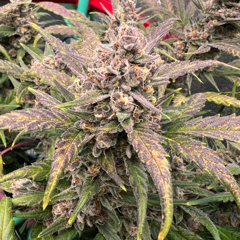 Gorilla Cookies Auto growlog timeline photo