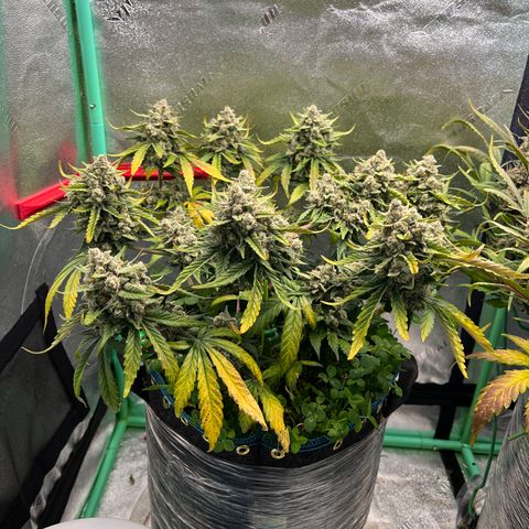 Purple Punch Auto growlog timeline photo