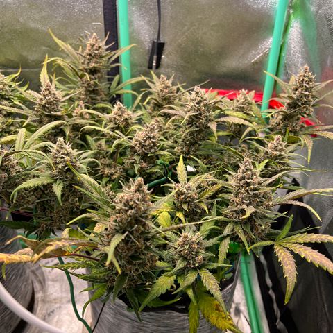 Gorilla Cookies Auto growlog timeline photo