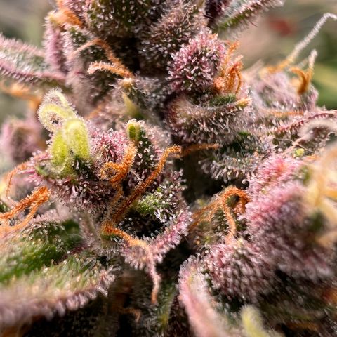 Gorilla Cookies Auto growlog timeline photo