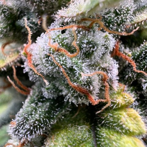 Purple Punch Auto growlog timeline photo