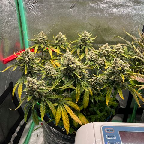 Purple Punch Auto growlog timeline photo