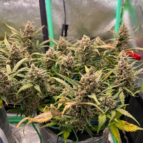 Gorilla Cookies Auto growlog timeline photo