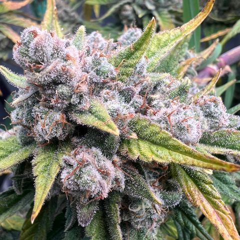 Purple Punch Auto growlog timeline photo