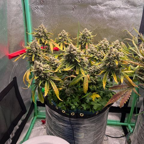 Purple Punch Auto growlog timeline photo