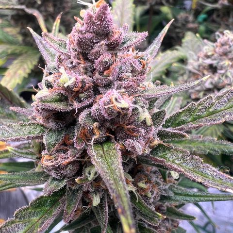 Gorilla Cookies Auto growlog timeline photo