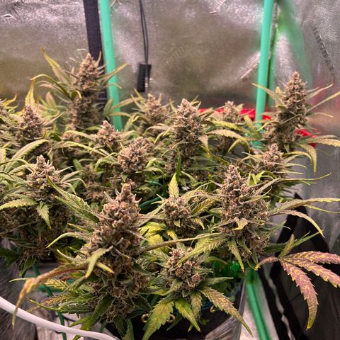 Gorilla Cookies Auto growlog timeline photo