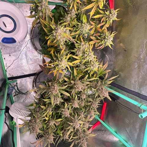 Purple Punch Auto growlog timeline photo