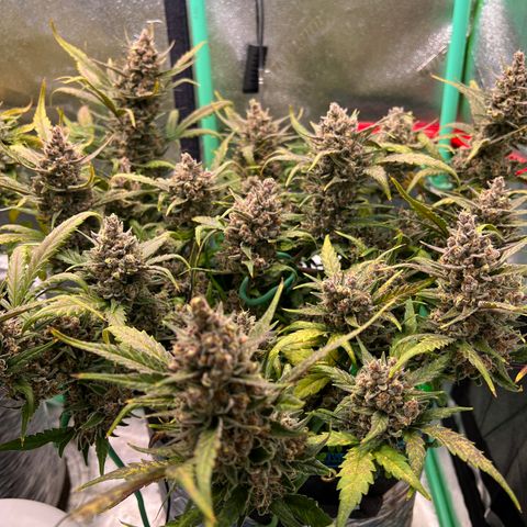 Gorilla Cookies Auto growlog timeline photo