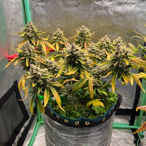 Purple Punch Auto growlog timeline photo