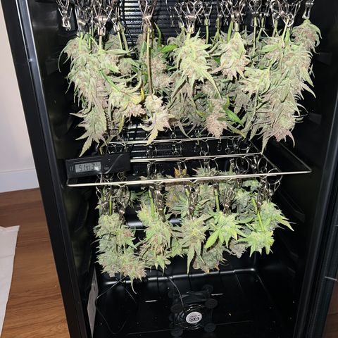 Purple Punch Auto growlog photo: Doing the lotus dry method. In fridge at 35 degrees F. Should take around 20 days. Will start checking moisture leves when leaves start feeling crispy. 2 small comouter fans at lowest setting to moves a little air around, not pointed at the buds.