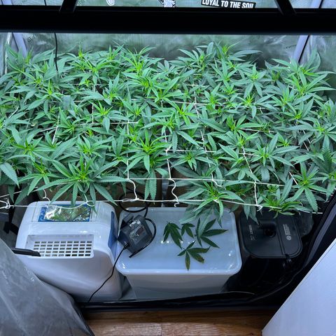 White Widow growlog photo: Getting ready to flip to flower