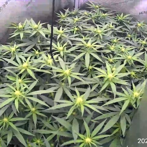 White Widow growlog photo: Temps as high as 92, dont know how these buds will turn out