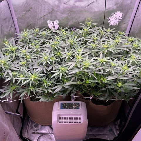 White Widow growlog photo: Temps as high as 92, dont know how these buds will turn out