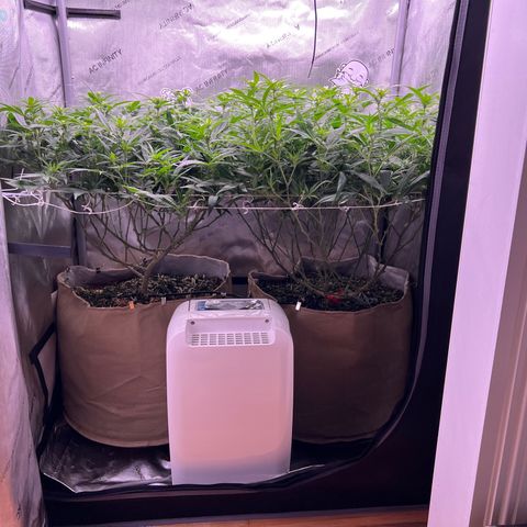White Widow growlog photo: Temps as high as 92, dont know how these buds will turn out