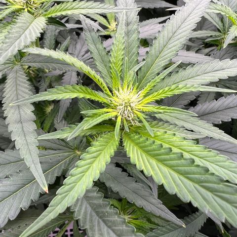 White Widow growlog photo: Temps as high as 92, dont know how these buds will turn out