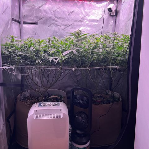 White Widow growlog timeline photo