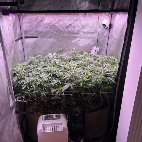 White Widow growlog timeline photo