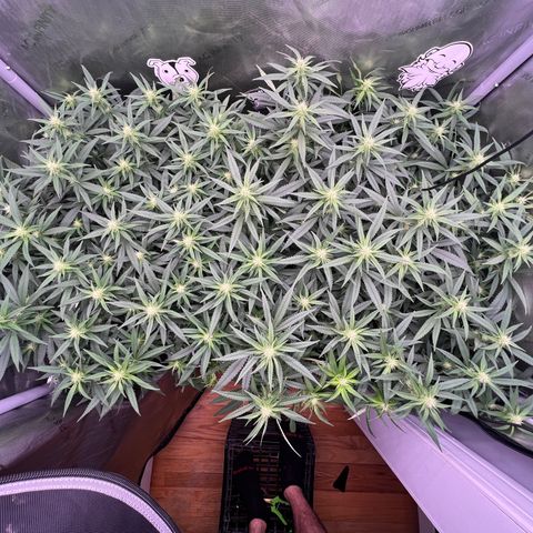 White Widow growlog timeline photo