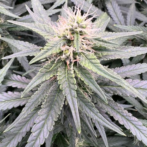 White Widow growlog photo: I think the issue is not all of the soil is moist, plant cant all the nutes/ messing up the ph