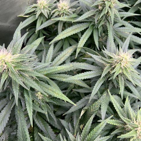 White Widow growlog photo: I think the issue is not all of the soil is moist, plant cant all the nutes/ messing up the ph
