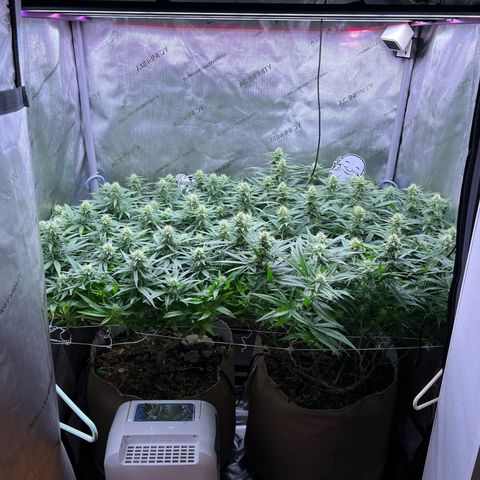 White Widow growlog photo: I think the issue is not all of the soil is moist, plant cant all the nutes/ messing up the ph