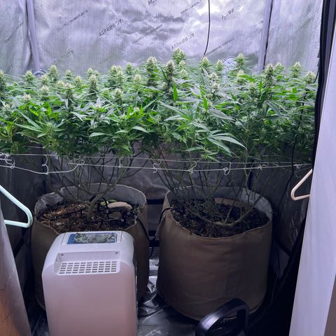 White Widow growlog photo: I think the issue is not all of the soil is moist, plant cant all the nutes/ messing up the ph