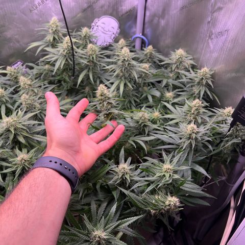 White Widow growlog timeline photo