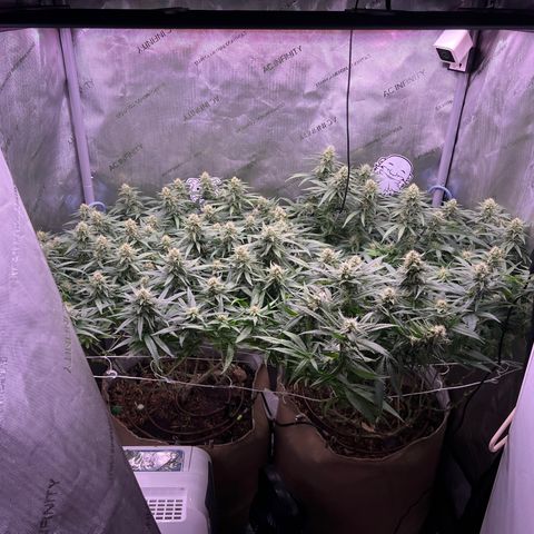 White Widow growlog timeline photo