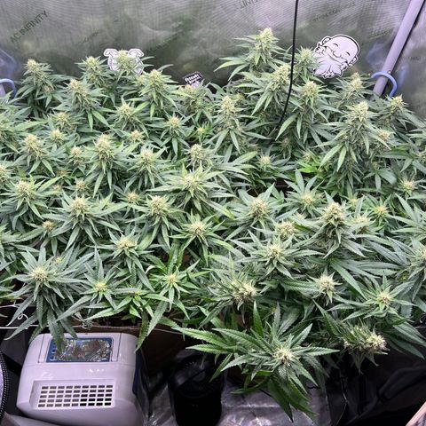 White Widow growlog timeline photo