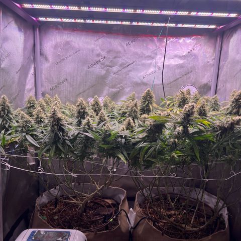 White Widow growlog timeline photo