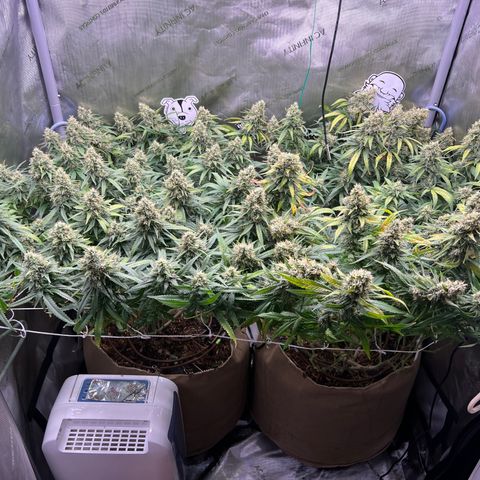 White Widow growlog timeline photo