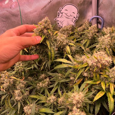 White Widow growlog timeline photo