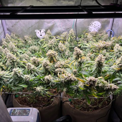 White Widow growlog timeline photo