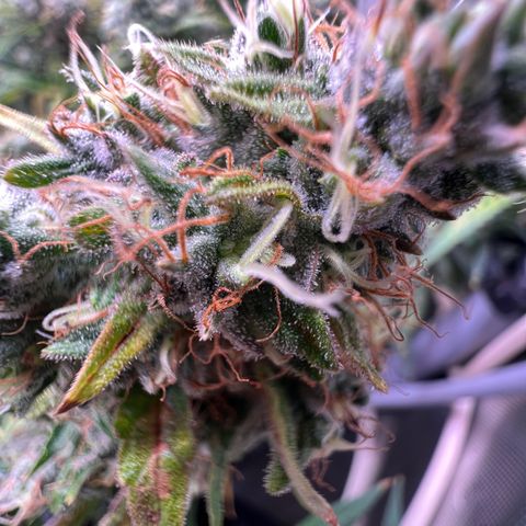 White Widow growlog timeline photo