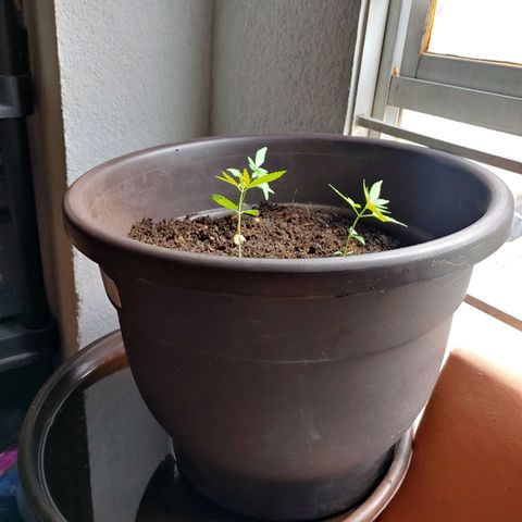 Genética desconocida growlog timeline photo