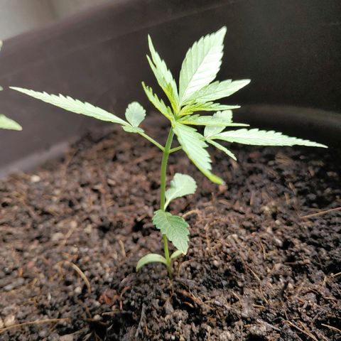 Genética desconocida growlog timeline photo
