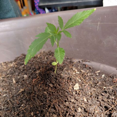 Genética desconocida growlog timeline photo