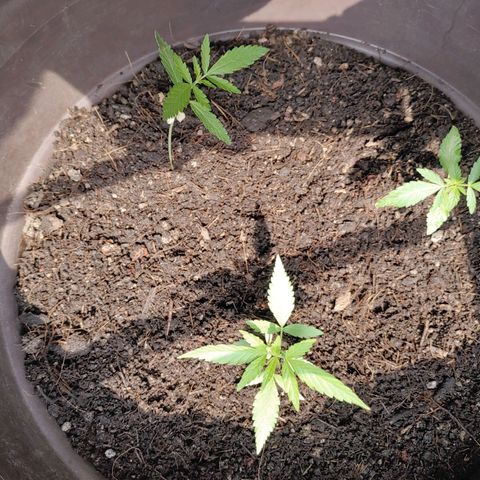 Genética desconocida growlog timeline photo