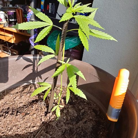 Genética desconocida growlog photo: 25cm