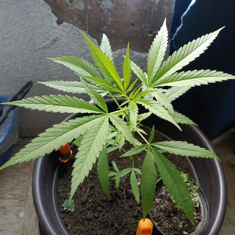 Genética desconocida growlog timeline photo