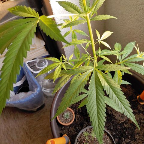 Genética desconocida growlog photo: 64cm aprox