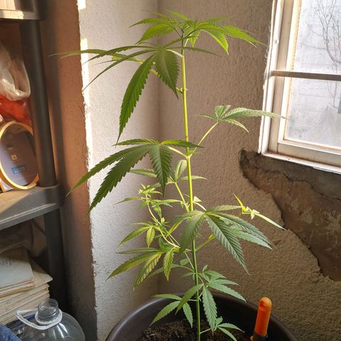 Genética desconocida growlog photo: 64cm aprox