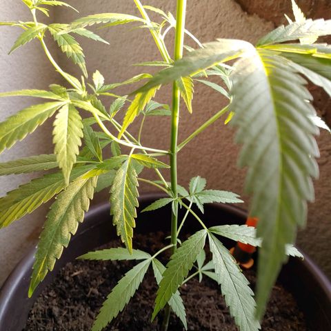 Genética desconocida growlog photo: 64cm aprox