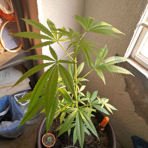 Genética desconocida growlog photo: 64cm aprox